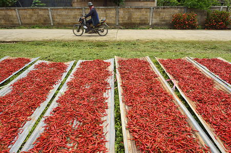 许多红辣椒在阳光下干燥 泰国宏观食物草本植物油炸厨师水果墙纸盘子香料美食背景图片