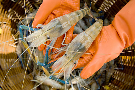 手持黑虎虾食物贝类甲壳老虎对虾饮食动物小吃海鲜高清图片