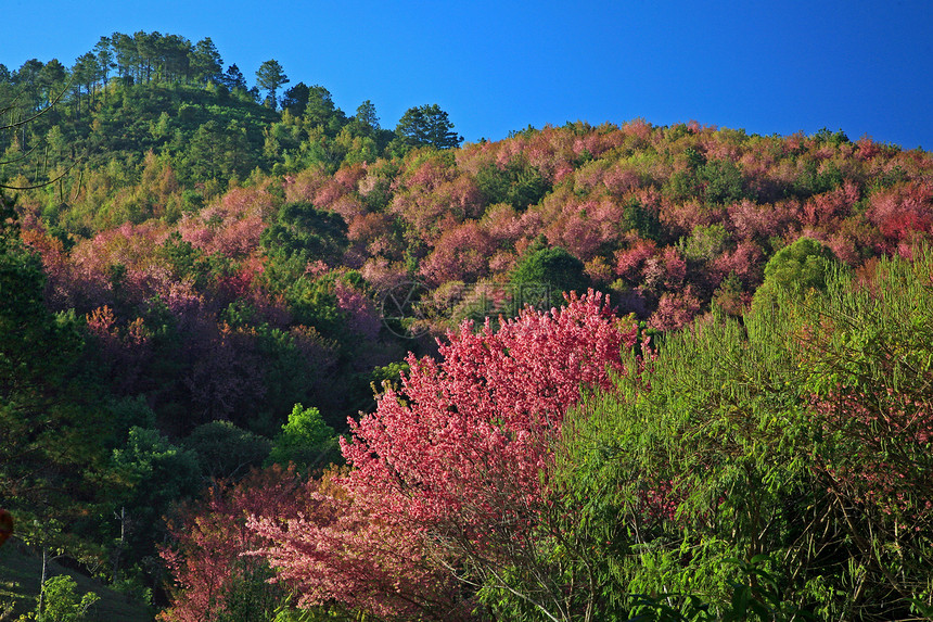 泰兰山上的樱花花 樱花花场景季节胡同蓝色天空寺庙植物花瓣房子木头图片