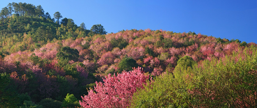 泰兰山上的樱花花 樱花花花瓣房子场景寺庙蓝色天空胡同农村木头季节图片