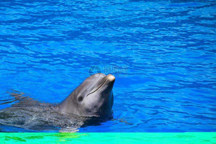 海豚在游泳池中组队玩游泳者鲸目展示荒野水族馆瓶子假期力量生活蓝色图片