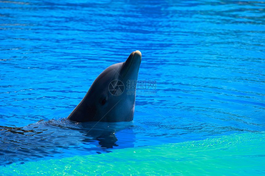 海豚在游泳池中组队玩公园野生动物荒野哺乳动物展示鲸目游泳力量游泳者蓝色图片