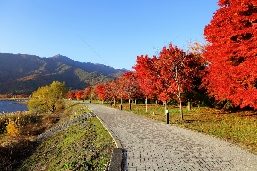 Japan花园中的红橄榄树图片