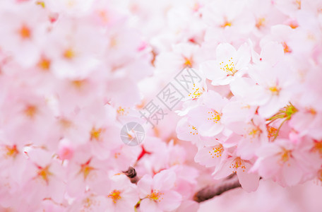 樱花花花朵宏观植物群樱花季节花瓣白色粉色植物背景图片