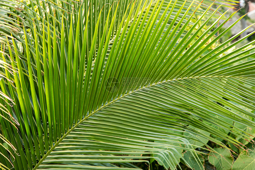 近距离拍摄棕榈树叶图片