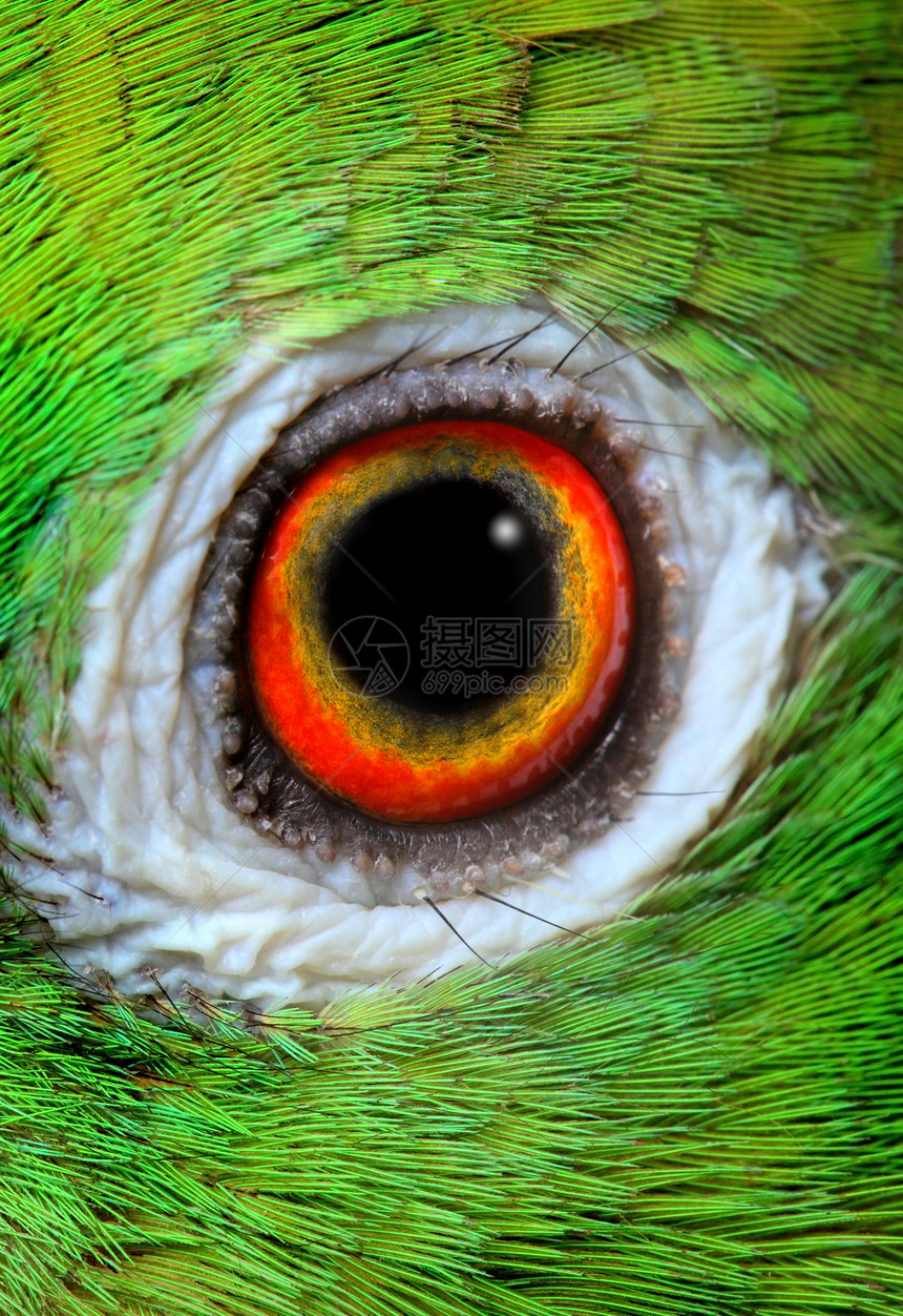 亚马逊帕罗色彩热带家畜鹦鹉绿色宠物气候生物体眼睛动物图片