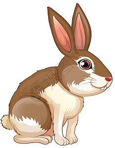 兔子嘴棕色肥兔子设计图片