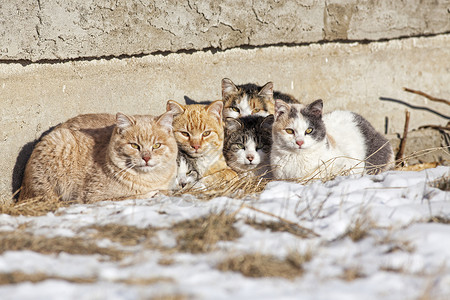 雪中猫无家可归的猫动物条纹棕色生存虎斑橙子团体鬼城野性家庭背景