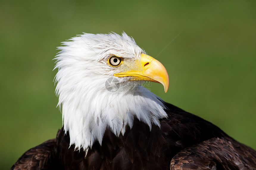 秃鹰肖像猎物翅膀自由羽毛富豪力量野生动物黄色爱国猎人图片