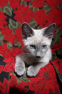 圣诞猫短发哺乳动物蓝眼睛动物宠物挂毯椅子红色连体背景图片