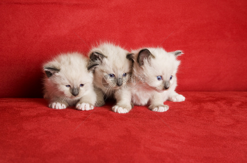 三个小 Kittens图片