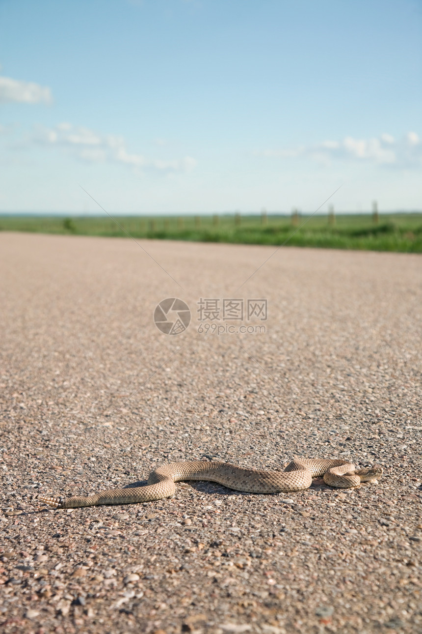 帕蕊·拉特勒图片