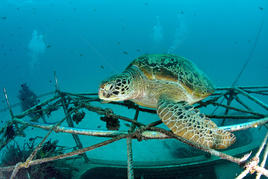 马西巴丹 Sipadan岛 珊瑚礁海底有蓝色海洋的海龟海龟海洋生物海上生活观众潜水背景宠物前景珊瑚图片