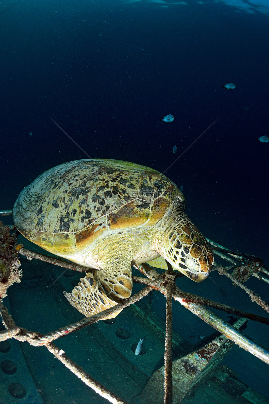 马西巴丹 Sipadan岛 珊瑚礁海底有蓝色海洋的海龟海龟潜水宠物背景海上生活前景观众海洋生物珊瑚图片