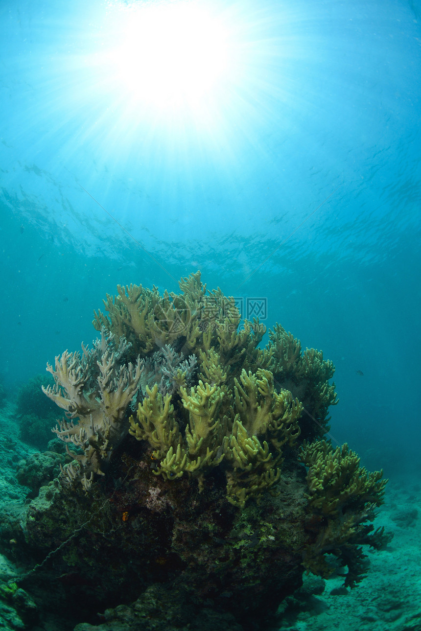 马来西亚西巴丹的明珊瑚水下马布热带潜水员扇子海洋海扇野生动物呼吸管水族馆游泳图片