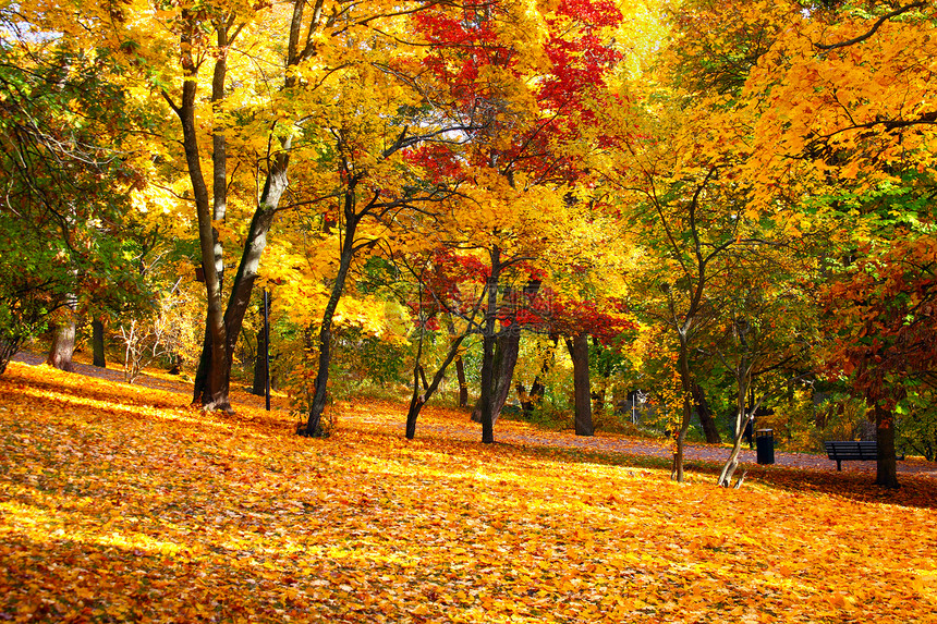 秋假植物黄色绿色叶子色彩背景森林图片