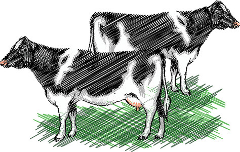 费斯牧场鹅群Holstein 奶牛插图乳牛草地村庄哺乳动物草图谷仓鼻子配种农场奶牛场插画