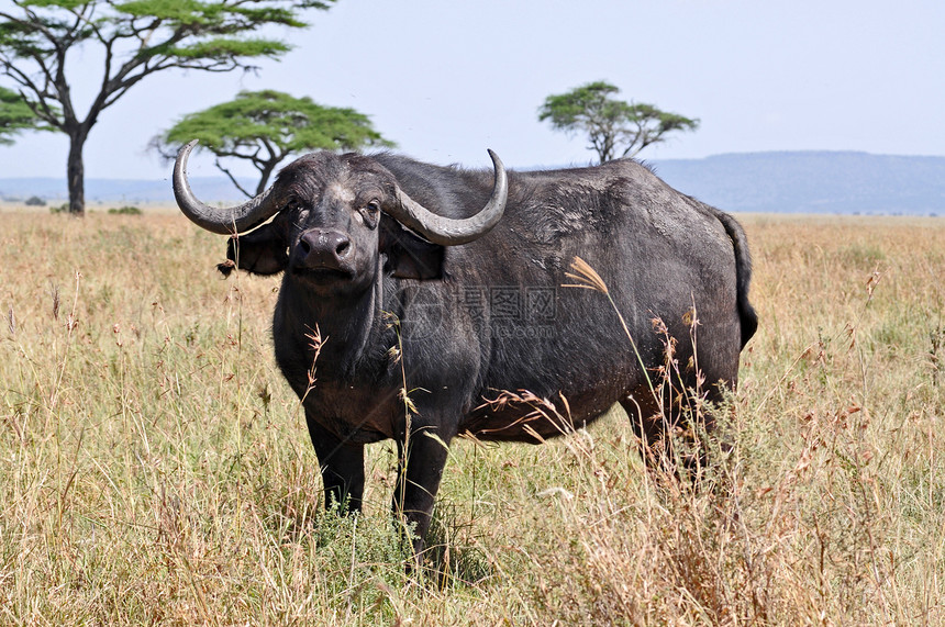 坦查尼亚国家公园水牛野生动物衬套天空草原草地平原野外动物牛奶危险保护图片