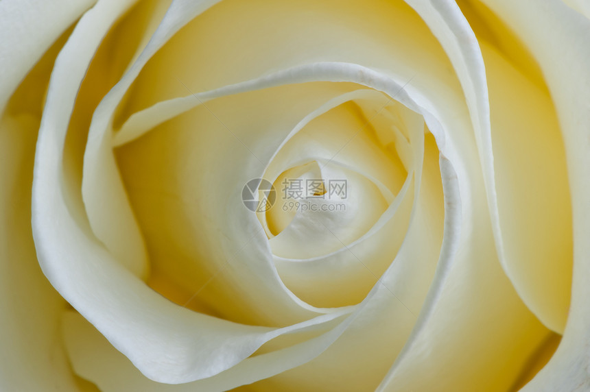 Bud 精细的白玫瑰缝合图片