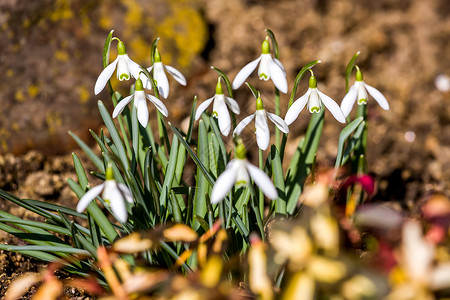 春天下雪时开花花瓣季节性雌蕊植被进取心生命投标植物群草地萼片背景图片