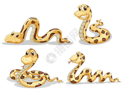 四条边四条可怕的蛇设计图片