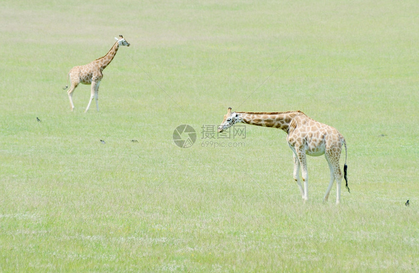 两只长颈鹿晴天哺乳动物食草动物风景图片