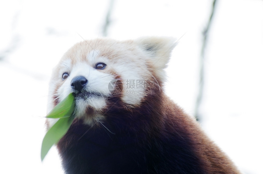 可爱的红熊猫哺乳动物荒野濒危小熊猫竹子树叶野生动物图片