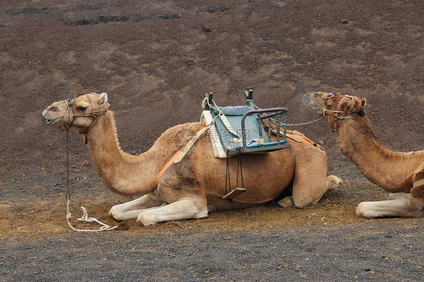 骆驼火车运输旅行牛奶哺乳动物单峰哺乳座位工作动物图片