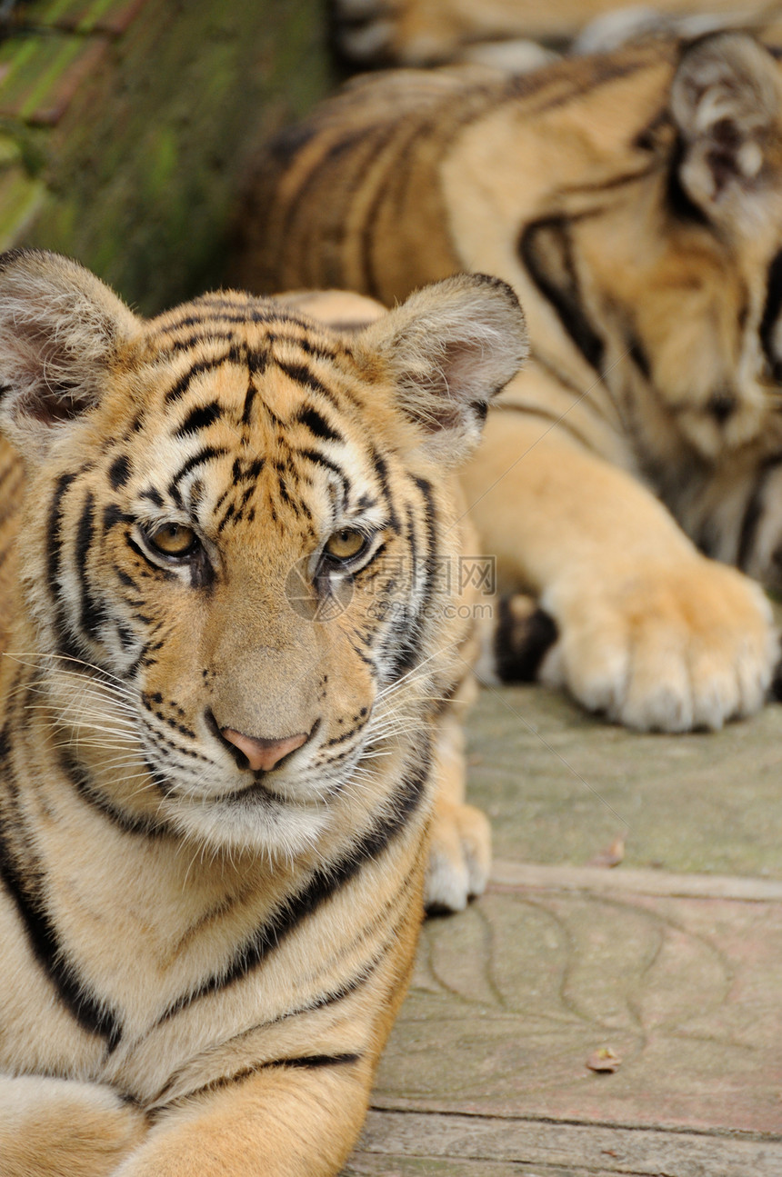 跟踪老虎食肉物种野猫水平黑色黄色动物动物园条纹濒危图片