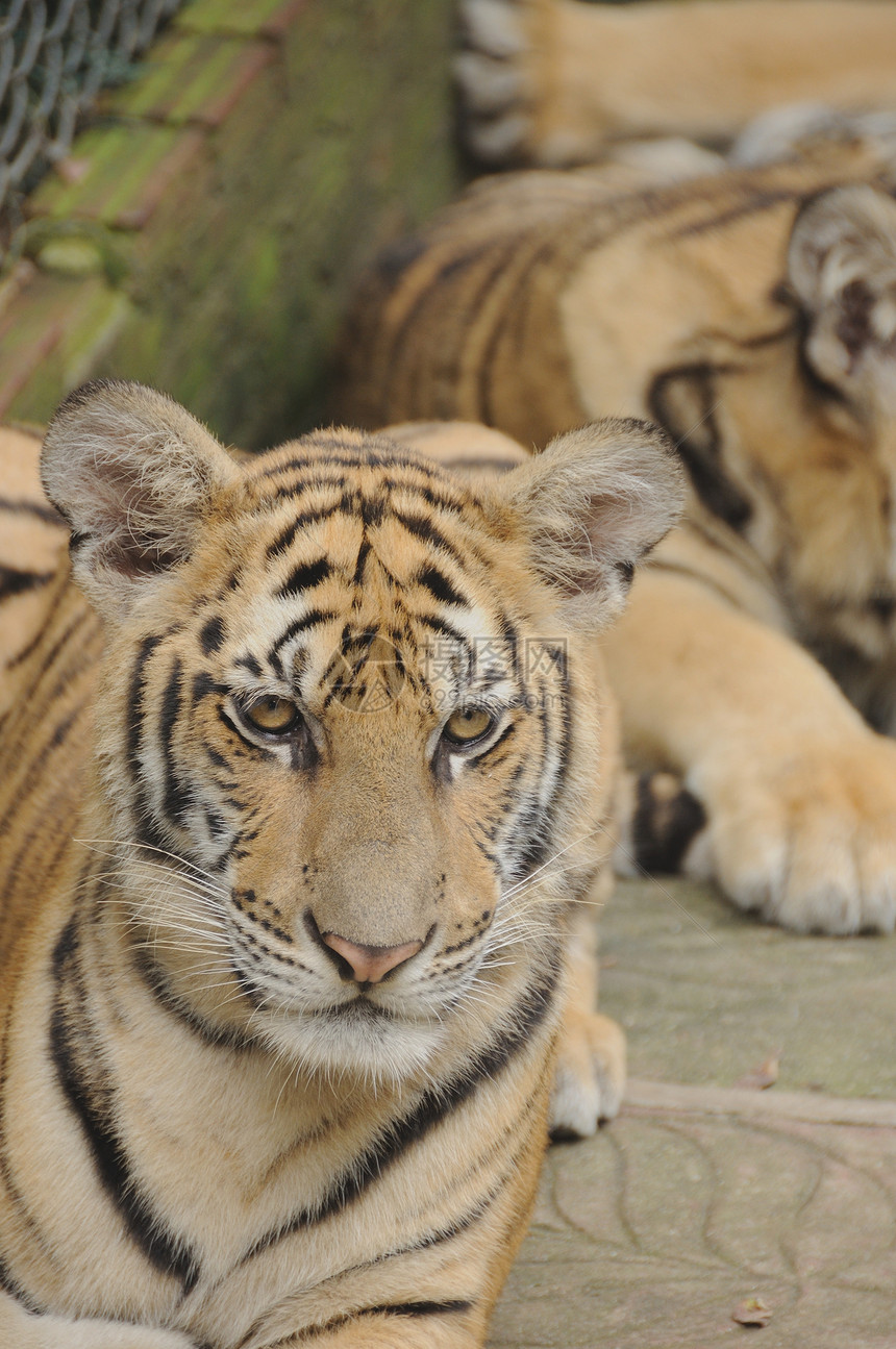 跟踪老虎物种水平危险野外动物条纹黄色食肉动作动物动物园图片