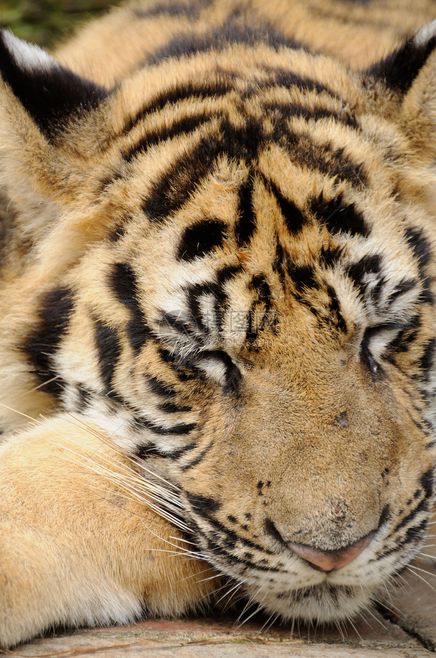 跟踪老虎动作黄色水平动物园食肉物种骚扰条纹猫科濒危图片