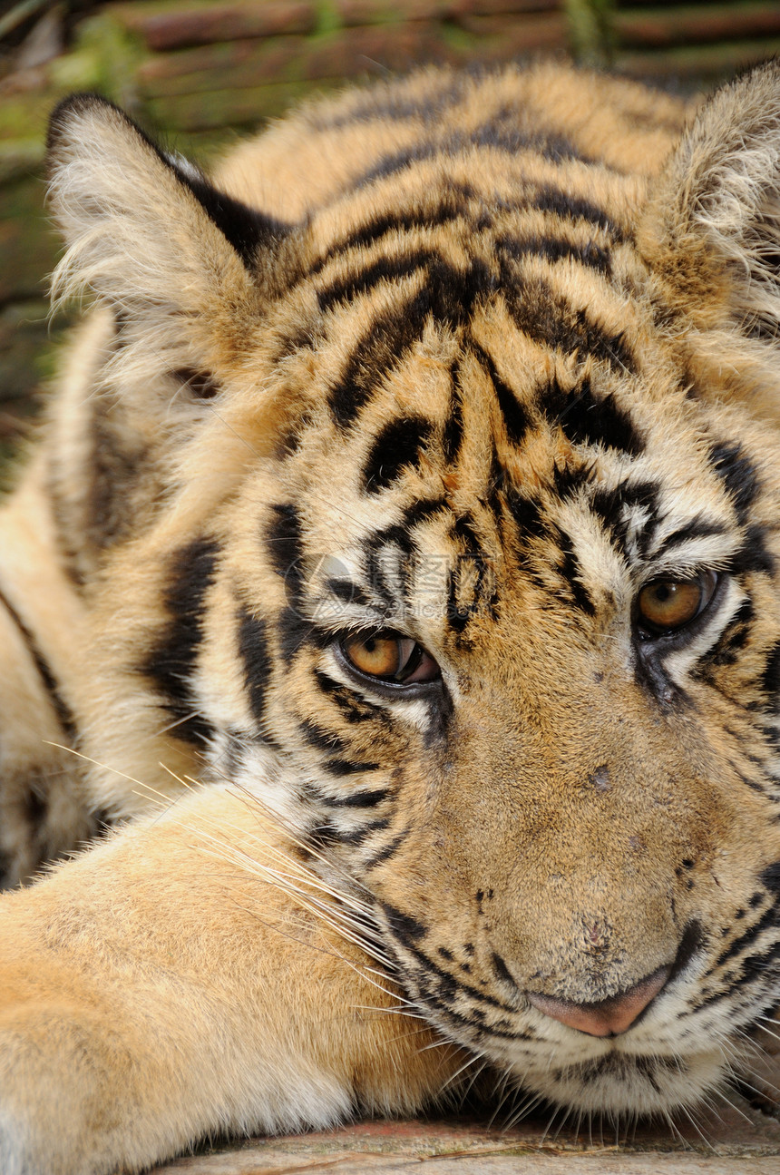 跟踪老虎物种黄色危险条纹动物园野外动物濒危对抗野猫骚扰图片