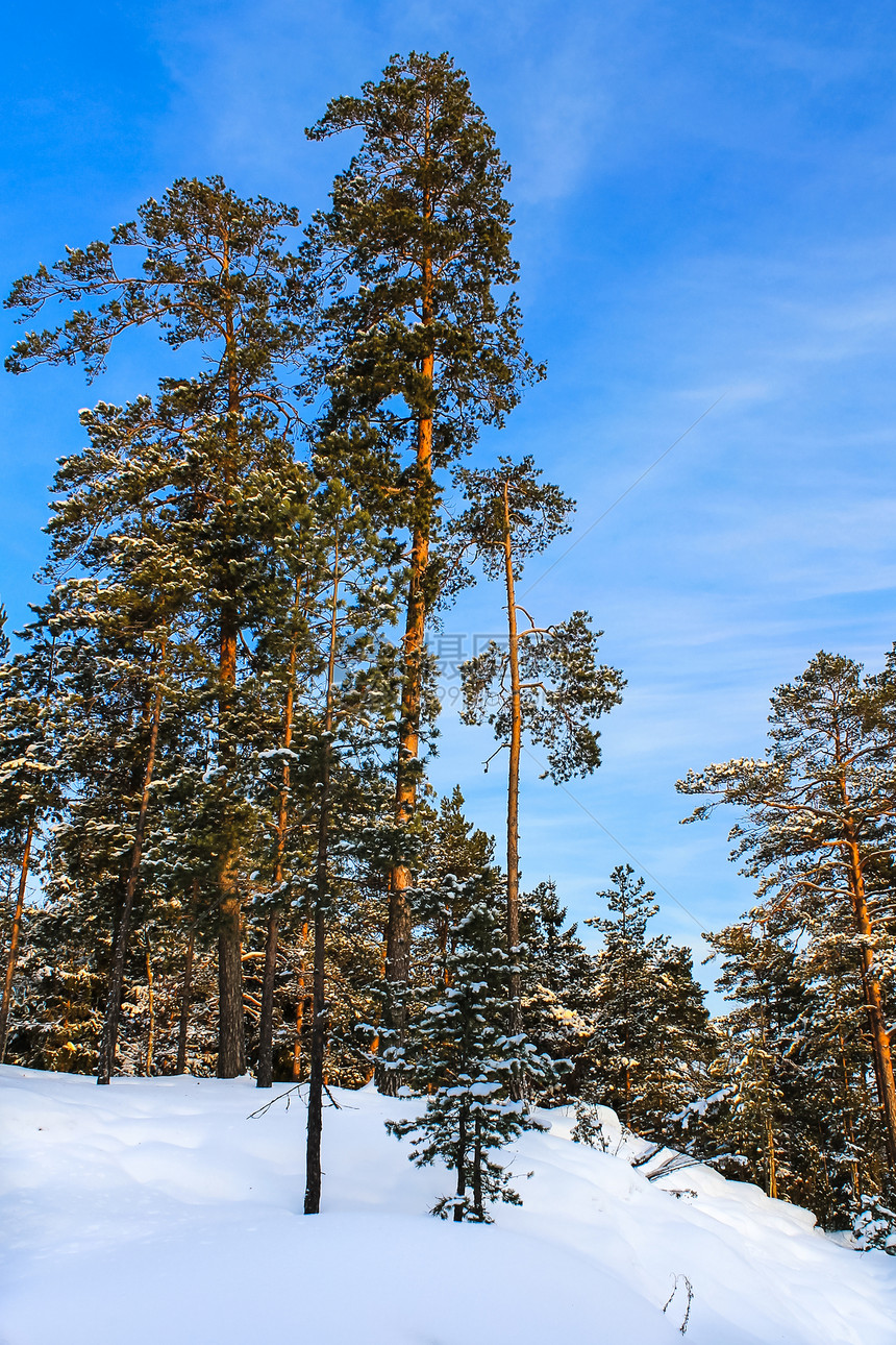 美丽的冬季风景阳光冻结绿色天空白色树木针叶场景太阳荒野图片