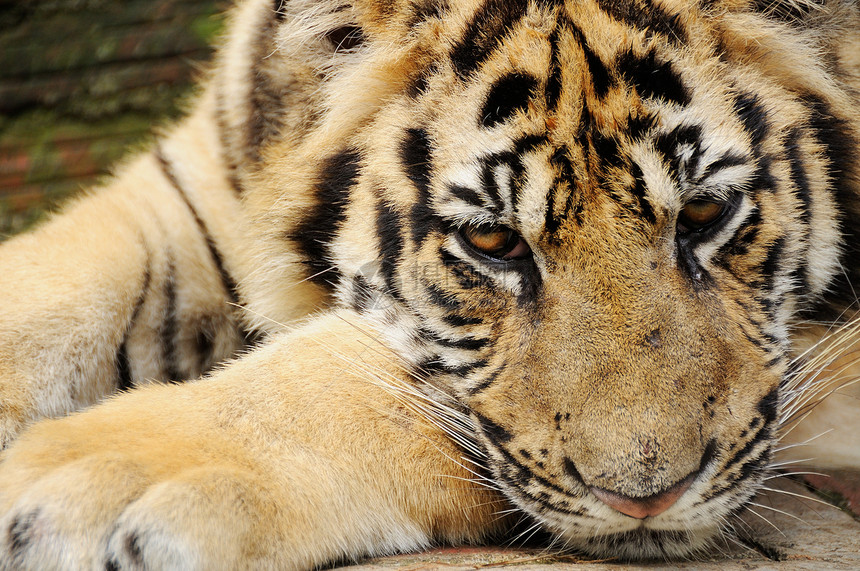 跟踪老虎条纹宠物野外动物物种濒危动物园动作黄色骚扰猫科图片