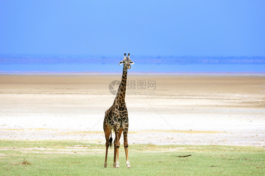 坦赞国家公园长颈鹿宠物旅游野外动物兽头目的地草食性长颈主题假期蓝色图片