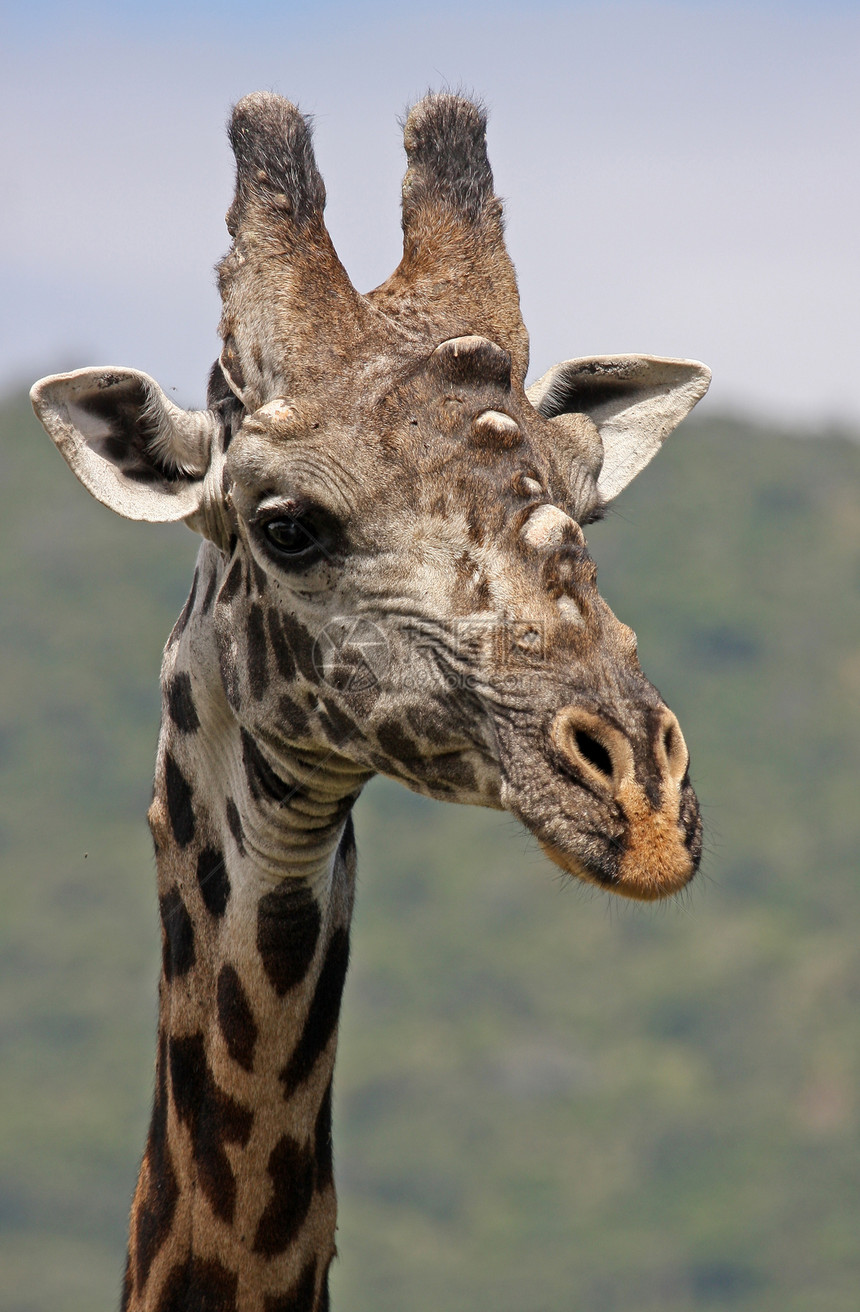坦赞国家公园长颈鹿蓝色宠物动物旅游长颈荒野野生动物主题哺乳动物草食性图片