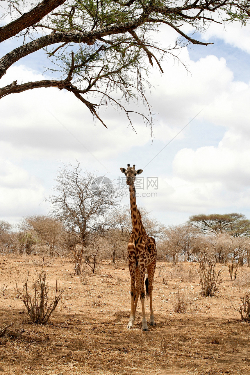 坦赞国家公园长颈鹿假期彩色衬套野外动物长颈兽头蓝色生态旅游荒野宠物图片