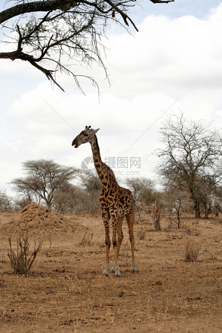 坦赞国家公园长颈鹿草食性长颈蓝色生态旅游哺乳动物彩色目的地地点背景荒野图片