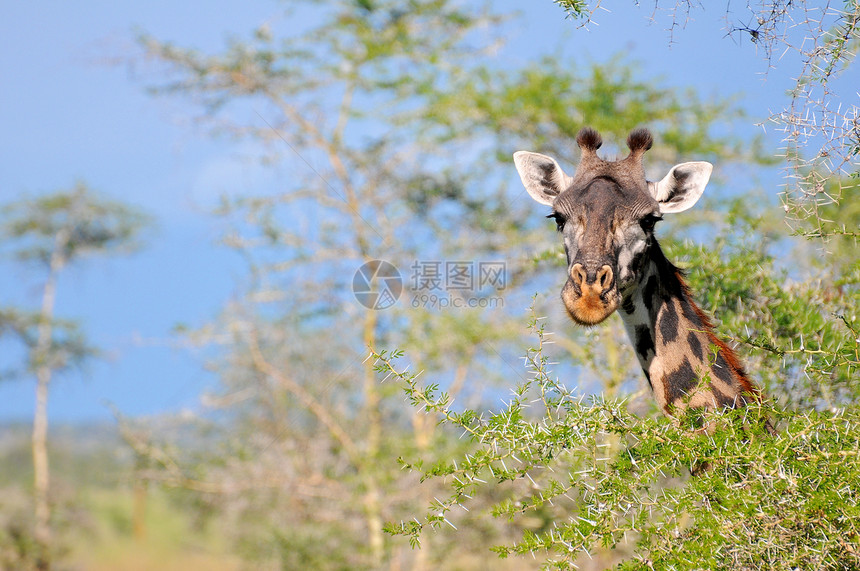 坦赞国家公园长颈鹿假期蓝色动物园野生动物彩色衬套兽头宠物荒野背景图片