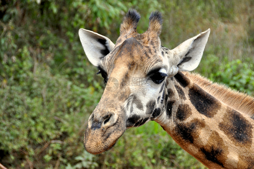 坦赞国家公园长颈鹿彩色生态旅游旅行宠物兽头主题动物假期地点荒野图片