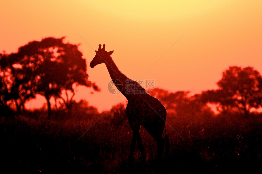 坦桑尼亚国家公园长颈鹿野外动物草食性生态旅游旅行动物主题宠物动物园假期蓝色图片