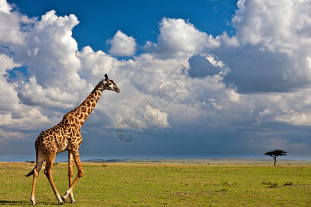 坦桑尼亚国家公园长颈鹿旅游旅行主题背景动物衬套动物园蓝色火山口荒野背景图片