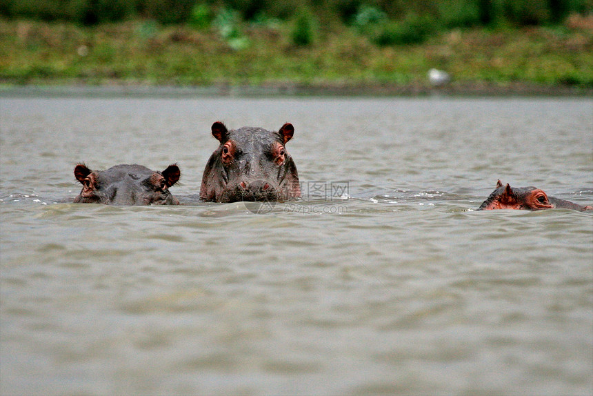 坦桑尼亚国家公园的河马动物体游戏摄影池塘牙齿野生动物平原泳池臀部哺乳动物图片