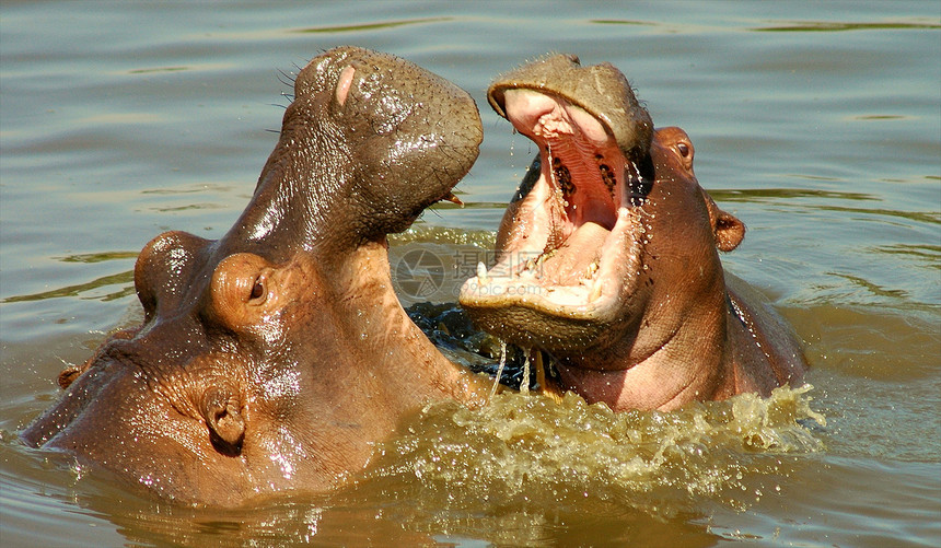 坦桑尼亚国家公园的河马危险动物体游戏摄影宠物火山口人脸动物兽嘴水域图片