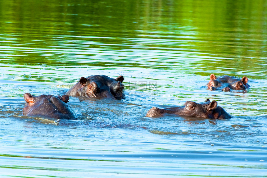 坦桑尼亚国家公园的河马家庭草食性牙齿宠物动物背景池塘公园泳池臀部图片