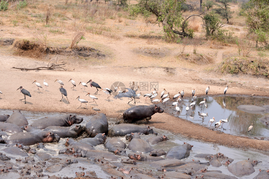 坦桑尼亚国家公园的希波人运动兽头健身水域鼻子游戏旅行牙齿野外动物草食性图片