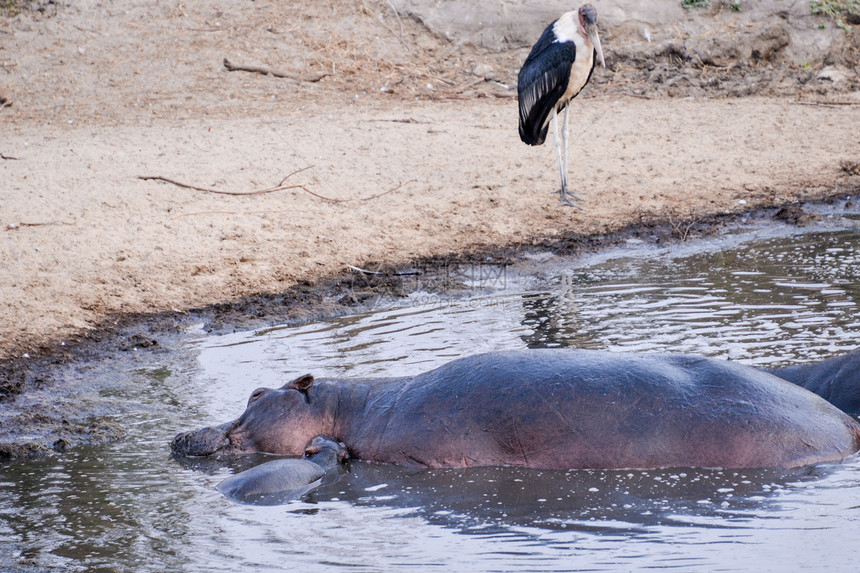 坦桑尼亚国家公园的希波人宠物水坑旅行主题水域荒野兽嘴野外动物洗涤河马图片
