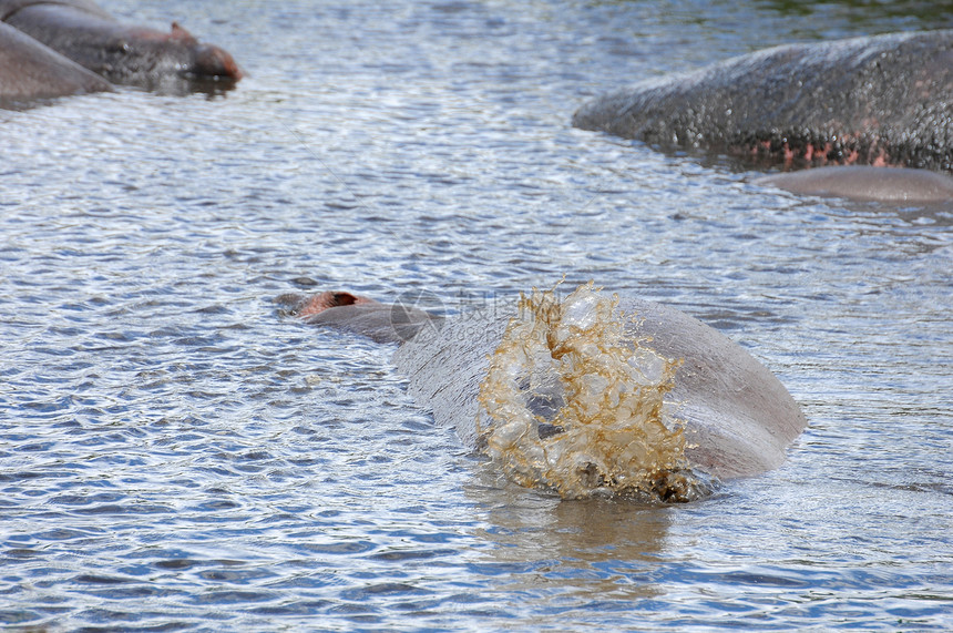 坦桑尼亚国家公园的希波人游戏运动摄影野外动物池塘宠物公园极端兽嘴哺乳动物图片