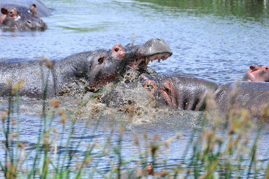 坦桑尼亚国家公园的希波人兽头公园哺乳动物运动主题泳池地形极端旅行野生动物图片