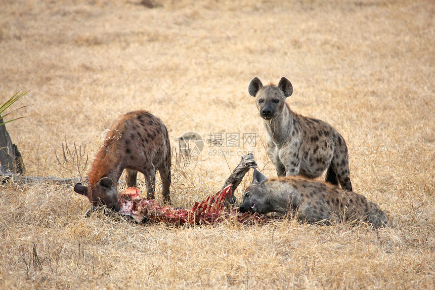坦桑尼亚国家公园的Hyena野外动物荒野鬣狗风景陨石气候野生动物场地羚羊地点图片